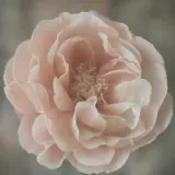 Macro sample photo